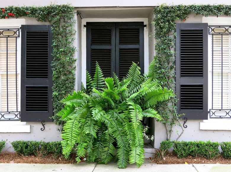 black shutters on white house